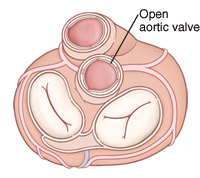 Top view of heart showing open aortic valve.