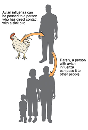 Arrows between rooster, man, and group of people showing avian flu transmission.