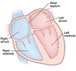 Front view cross section of heart showing atria on top and ventricles on bottom. Atrial septum is between right atrium and left atrium.