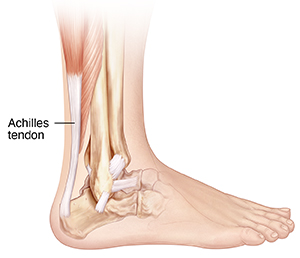 Side view of bones of lower leg and foot showing ligaments and Achilles tendon.