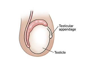 Side view of testicle showing testicular appendage.