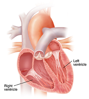 Four-chamber view of heart showing ventricles.