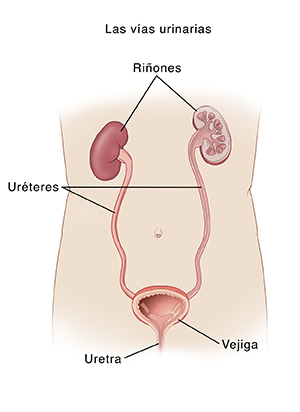 Contorno de un torso con una vista delantera del tracto urinario. Pueden verse los dos riñones en el abdomen superior. Cada riñón se conecta, mediante un uréter, con la vejiga, que está en la pelvis. Corte transversal de un riñón para mostrar su interior. Corte transversal de la vejiga para mostrar el lugar en que los uréteres entran en la vejiga. La uretra va desde la vejiga hasta el exterior del cuerpo.